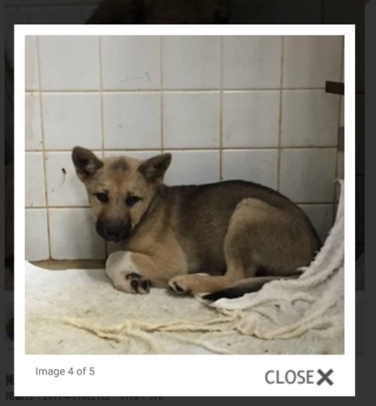 ｶ-ﾁｬver15犬オスカさん