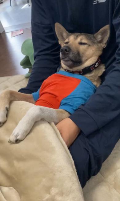 ｶ-ﾁｬver15犬オスカさん