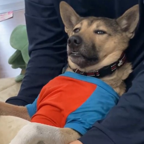 ｶ-ﾁｬver15犬オスカさん