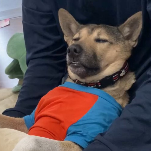 ｶ-ﾁｬver15犬オスカさん