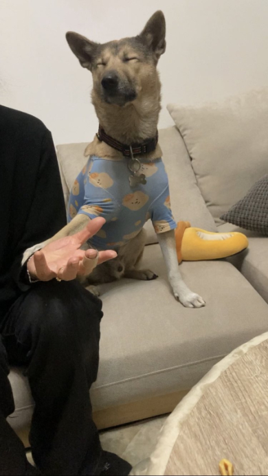 ｶ-ﾁｬver15犬オスカさん