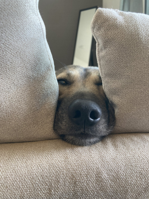 ｶ-ﾁｬver15犬オスカさん