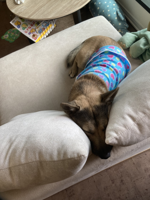 ｶ-ﾁｬver15犬オスカさん