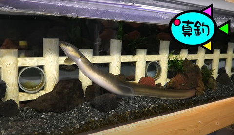 うなぎ