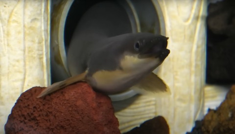 パイプから顔出してるうなぎ