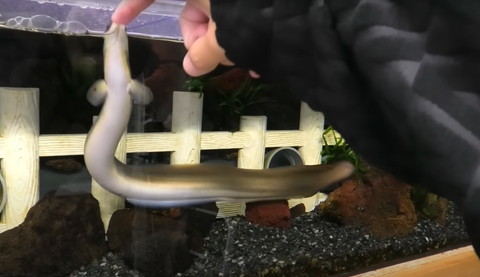 人差し指をみるうなぎ