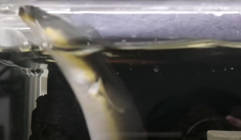 水面から顔を出すうなぎ