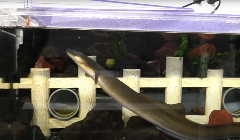 ごはんを見つめるうなぎ