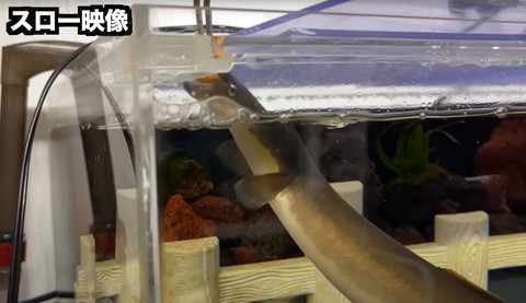 ピンセットのエサを食べるうなぎ