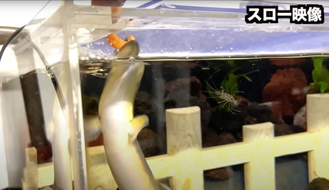 手渡しのごはんを食べるうなぎ