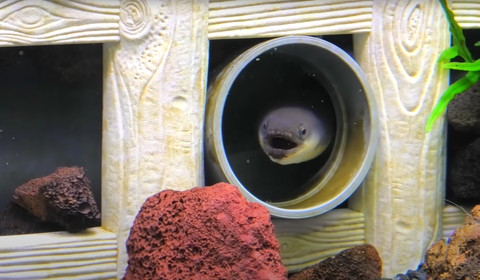 パイプに入ったうなぎ