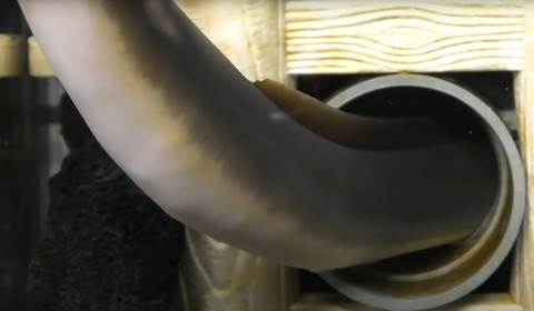 うなぎのお腹パンパン