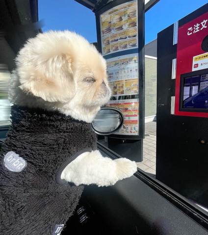 まぶしそうなワンコ