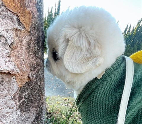 木とワンコトリミング