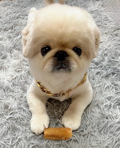 ゴールドの首輪つけてるワンコ