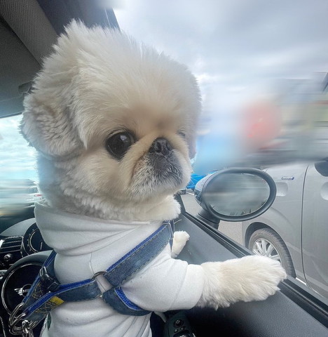 寝グセつけて車から外みてるワンコ