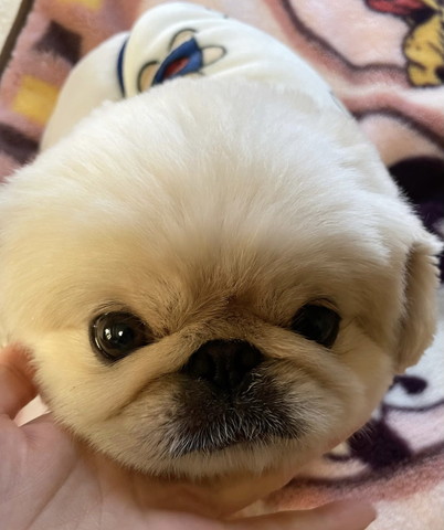 手にあごのせるワンコ