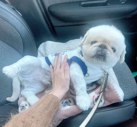 車でまどろむワンコ