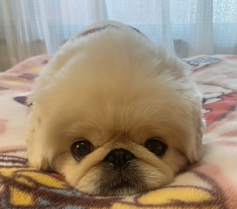 布団にうつ伏せワンコ