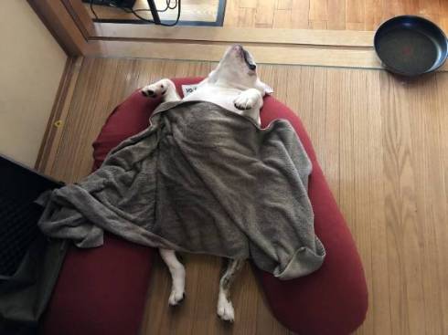 ヘソ天で寝ているワンコ