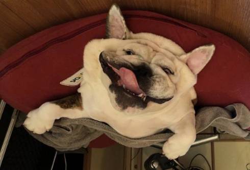 犬のすごい寝顔
