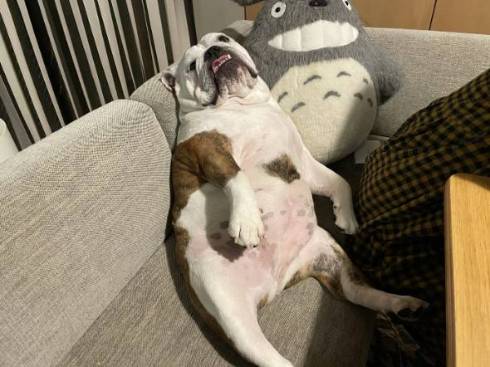 犬のすごい寝顔