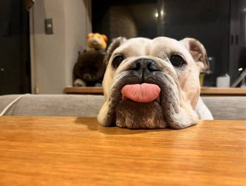 犬のすごい寝顔