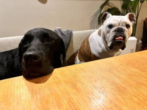 犬のすごい寝顔