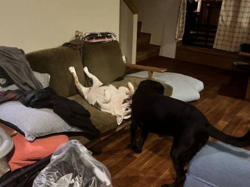 犬のすごい寝顔