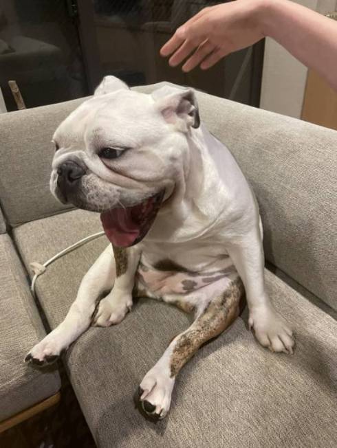 犬のすごい寝顔