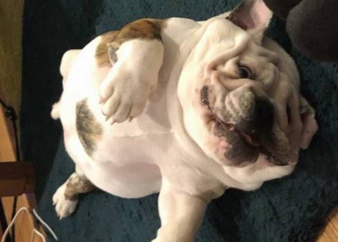 犬のすごい寝顔