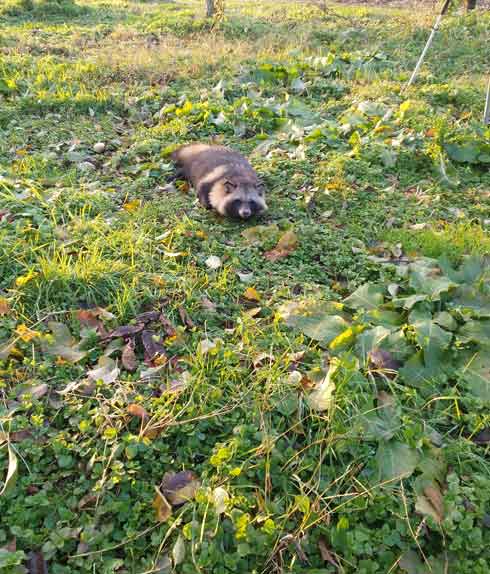 タヌキ 発酵したりんご 食べて 酔っぱらった フラフラ 泥酔
