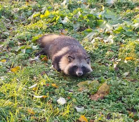 目がななめ向いてるタヌキ