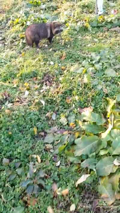 ちらっとみるタヌキ