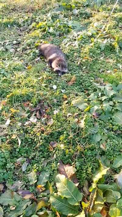 横になるタヌキ