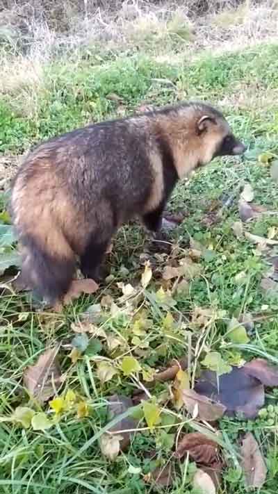 回復したタヌキ