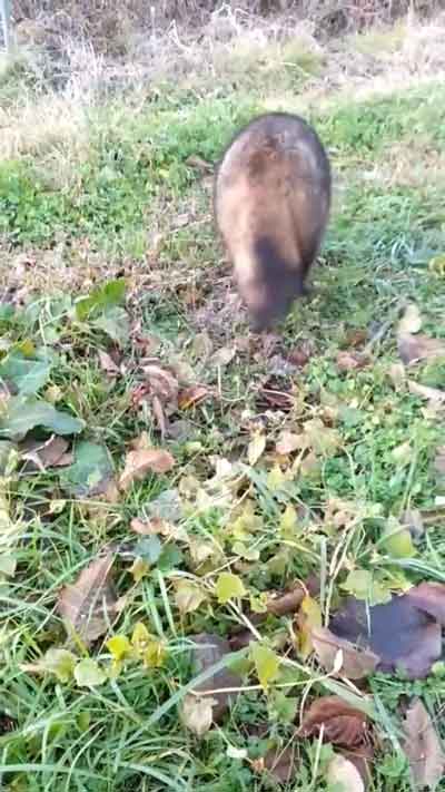 ゆっくり帰るタヌキ