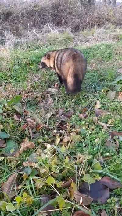 ふらつくタヌキ