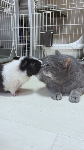 プルートくんとお友達