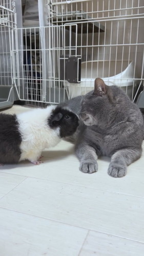 プルートくんとお友達