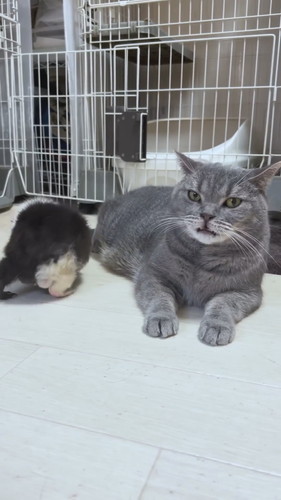 プルートくんとお友達