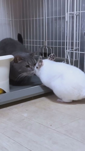 プルートくんとお友達