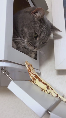 プルートくんとお友達