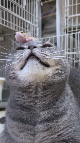 プルートくんとお友達