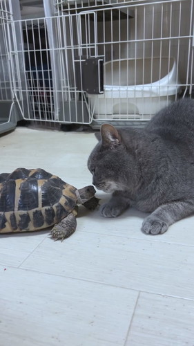 プルートくんとお友達