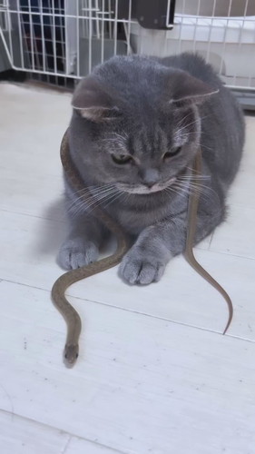 プルートくんとお友達