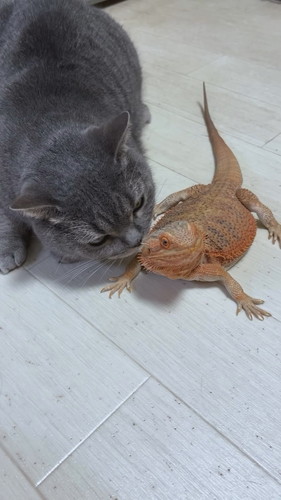 プルートくんとお友達