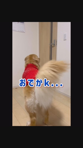 出掛ける飼い主