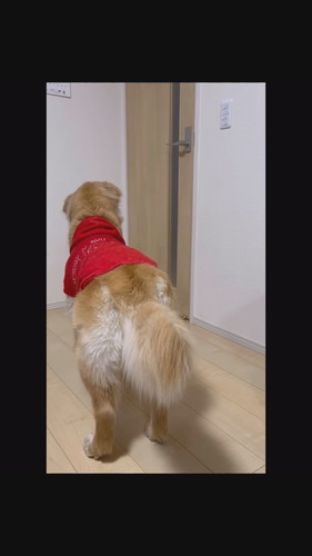 留守番を悲しむワンコ