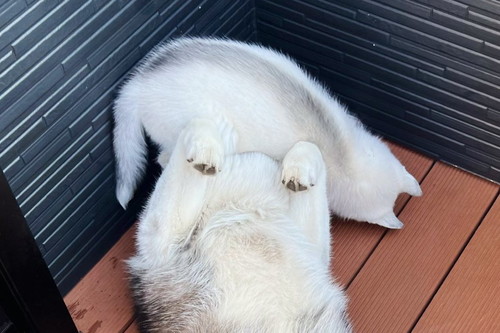 銀くんと天くん